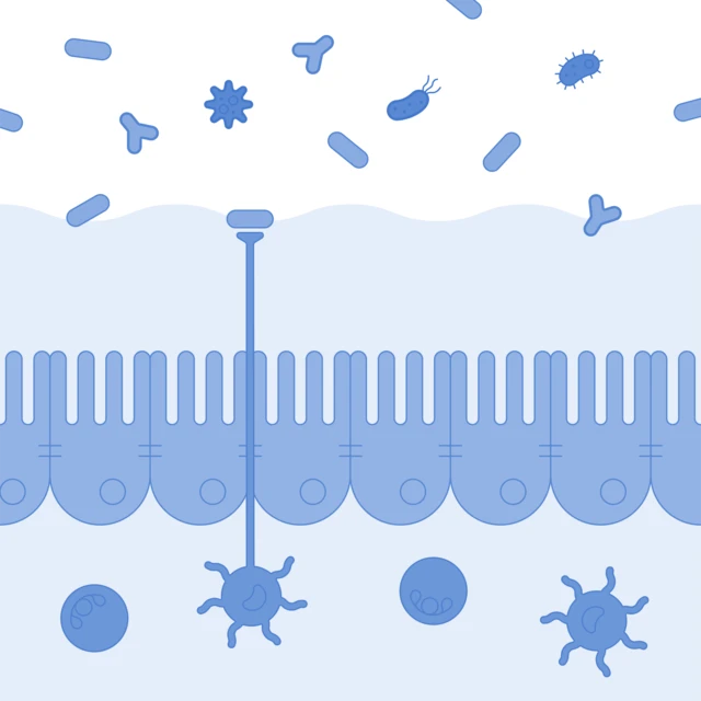 gut illustration