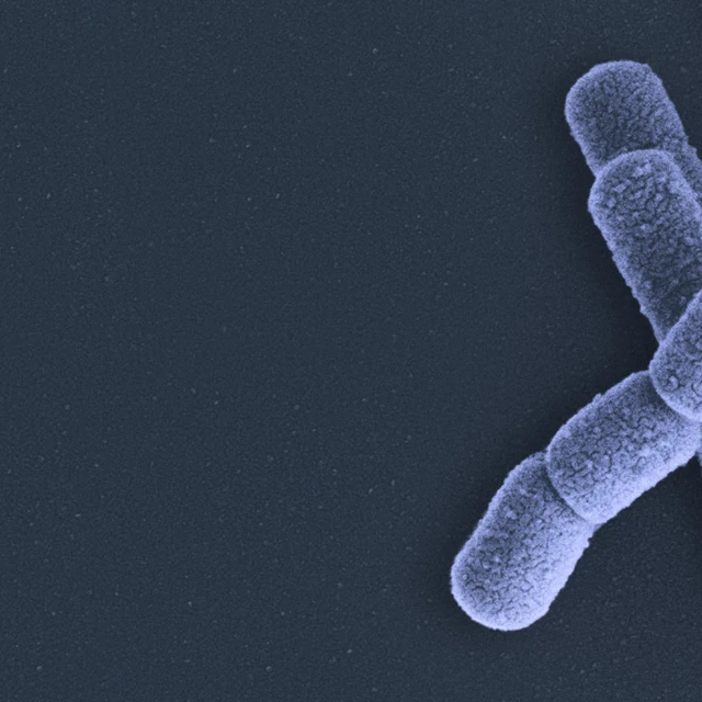 microbes